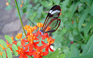 Glasswing (Greta oto)